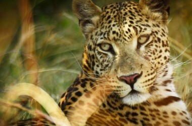 电视剧非洲杀手奇兵,非洲杀手奇兵剧情介绍