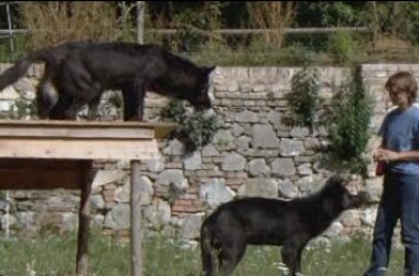 电视剧与狼共寝,与狼共寝剧情介绍_电视猫