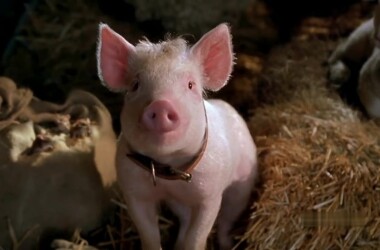 小猪宝贝2:小猪进城(电影)