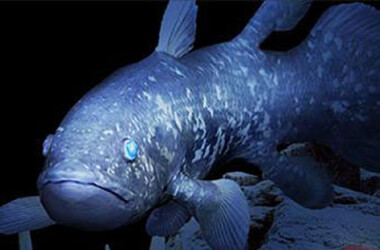 海洋活化石-腔棘鱼什么时候播出